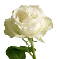 GIF animado (73134) Rosa blanca glitter