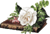 GIF animado (73137) Rosa blanca libro