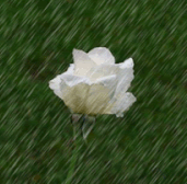 GIF animado (73138) Rosa blanca lluvia
