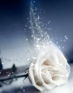 GIF animado (73139) Rosa blanca magica