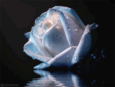 GIF animado (73141) Rosa blanca reflejo agua