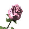 GIF animado (73152) Rosa color rosa