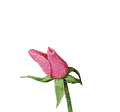 GIF animado (73153) Rosa color rosa floreciendo