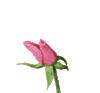 GIF animado (73153) Rosa color rosa floreciendo