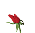 GIF animado (73183) Rosa floreciendo