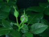 GIF animado (73184) Rosa floreciendo