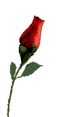 GIF animado (73185) Rosa floreciendo lentamente