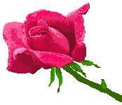 GIF animado (73187) Rosa mojada