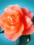 GIF animado (73188) Rosa para ti