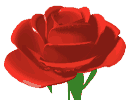 GIF animado (73192) Rosa roja