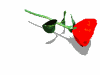 GIF animado (73193) Rosa roja