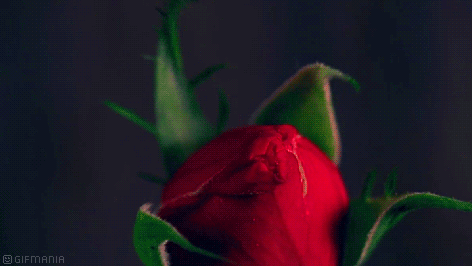 GIF animado (73195) Rosa roja amor