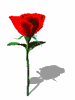 GIF animado (73198) Rosa roja botando