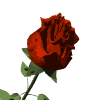GIF animado (73199) Rosa roja elegante