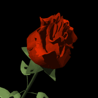 GIF animado (73200) Rosa roja fresca