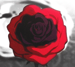 GIF animado (73202) Rosa roja marchitandose