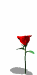 GIF animado (73206) Rosa roja saltando