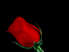 GIF animado (73207) Rosa roja zoom