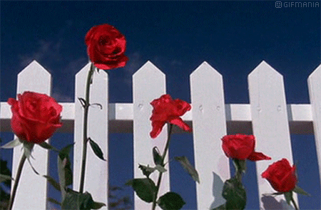 GIF animado (73208) Rosales rojos