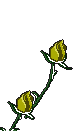 GIF animado (73109) Rosas amarillas floreciendo