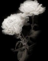 GIF animado (73144) Rosas petalos blancos