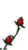 GIF animado (73210) Rosas rojas floreciendo