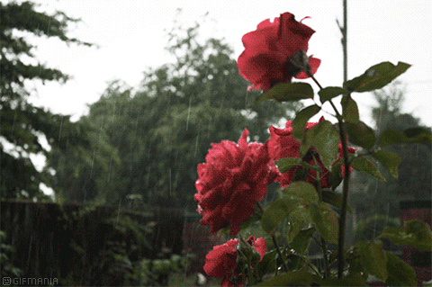 GIF animado (73211) Rosas rojas lluvia