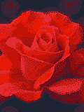 GIF animado (73212) Rosas rojas moradas