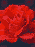 Imagen GIF de Rosas rojas moradas animado