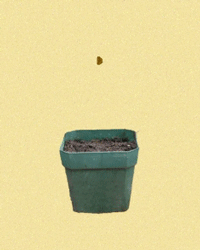 GIF animado (73351) Semilla planta