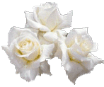 GIF animado (73145) Tres rosas blancas