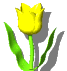 GIF animado (73219) Tulipan amarillo