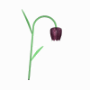 GIF animado (73222) Tulipan mustio