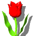 GIF animado (73223) Tulipan rojo