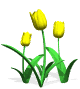 GIF animado (73225) Tulipanes amarillos