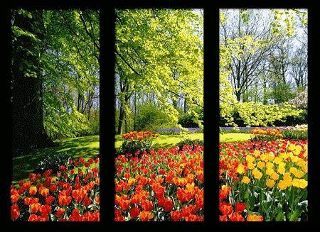 GIF animado (66324) Tulipanes primavera