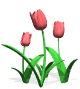 GIF animado (73226) Tulipanes rojos