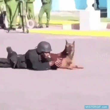 GIF animado (121577) Un perro que ha recibido formacion militar