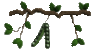 GIF animado (73358) Vaina semillas