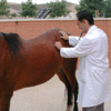 GIF animado (72755) Veterinarios