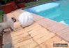 GIF animado (87308) Accidente canino