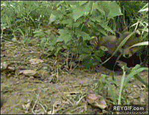 GIF animado (89308) Alimentando a un pequeno zorro