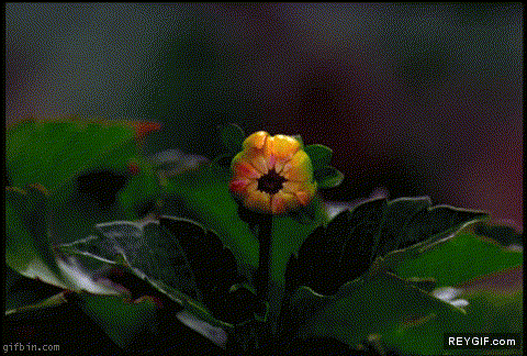 GIF animado (86489) Apertura floral
