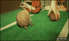 GIF animado (88271) Armadillo futbolista
