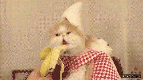 GIF animado (86772) Banana cat
