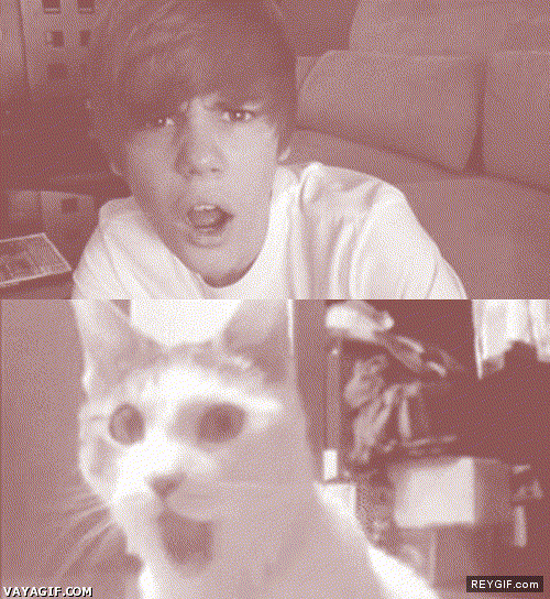 GIF animado (86535) Bieber the cat