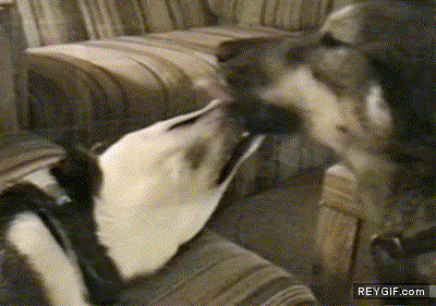 GIF animado (89362) Broma entre perros