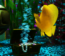 GIF animado (80758) Bubbles pez cirujano amarillo