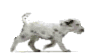 GIF animado (81160) Cachorro de dalmata
