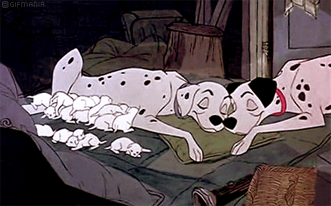 GIF animado (81173) Cachorros dalmatas bebiendo leche